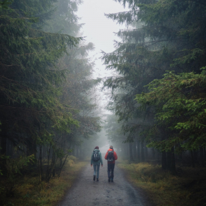 2. Les Hautes Fagnes ( d’Eupen au Signal de Botrange (24,8 km) et du Signal de Botrange à Malmedy (19,7 km).