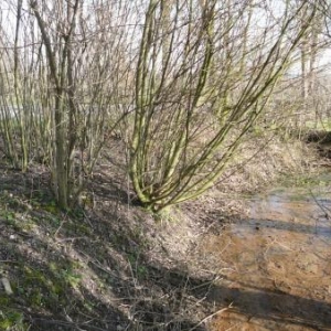 Une des zones humides de l'endroit Une des zones humides de l'endroit