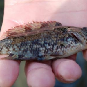 Decouverte du biotope Decouverte du biotope