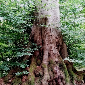 Fantaisie de la nature