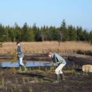 Nouvelles plantations