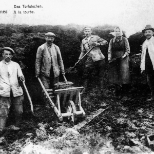 La tourbe fagnarde ( photo : F.Detry )