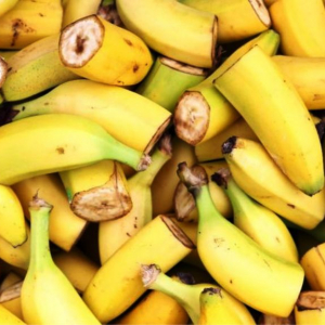 Plus de 100 milliards de bananes sont consommées chaque année, ce qui en fait la quatrième culture la plus importante après le blé, le riz et le maïs