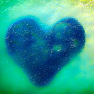 3 Requin dans un banc de saumon, Avoca Beach, Australie © Jim Picôt - Drone Awards 2020 3 Requin dans un banc de saumon, Avoca Beach, Australie © Jim Picôt - Drone Awards 2020