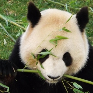France                    Un zoo français accueille deux pandas géants.