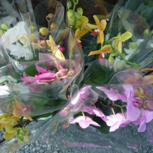 MALMEDY              15ème édition de la  Fête des Fleurs et du Jardin