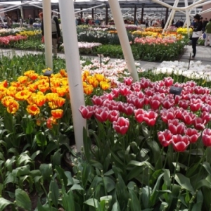   Les printemps  colorés de Keukenhof         