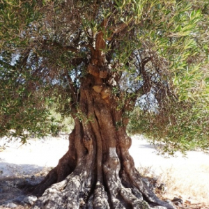 Les oliveraies de Lun ( photo :  F. Detry )