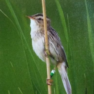 Le phragmite aquatique / vallée de la Syre  ( photo G. Dobler dans Regulus 6 / 2010 )