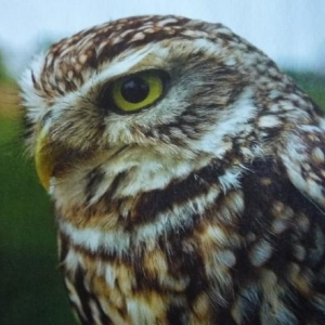 La chouette cheveche / vallee de l'Attert ( photo P. Lorce dans Regulus 6 / 2010 )