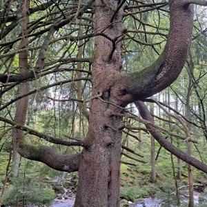 VENNTRILOGIE Etape 4 VENNTRILOGIE Etape 4