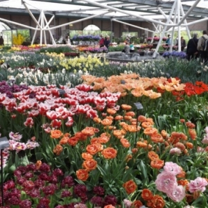   Les printemps  colorés de Keukenhof         