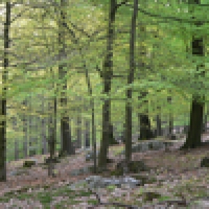 Bois des Ducs   Hertogenwald ( Copyright TAO ) 