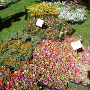 MALMEDY              15ème édition de la  Fête des Fleurs et du Jardin