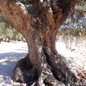 Les oliveraies de Lun ( photo :  F. Detry )