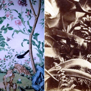 Le jardinier en chef de Chatsworth a apparemment été inspiré pour cultiver la banane après avoir vu une représentation de la plante sur le papier peint dans la maison