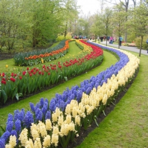   Les printemps  colorés de Keukenhof         