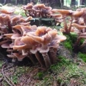 HOUFFALIZE             Le Parc naturel des deux Ourthes vous invite … !