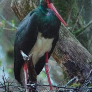 La cigogne noire / haut-plateau de l'Oesling ( photo P. Lorce dans Regulus 6 / 2010 )