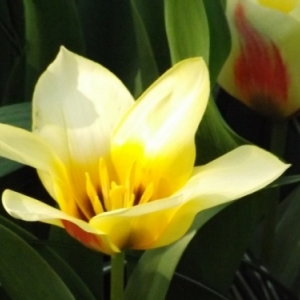   Les printemps  colorés de Keukenhof         