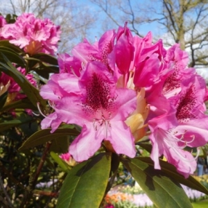   Les printemps  colorés de Keukenhof         