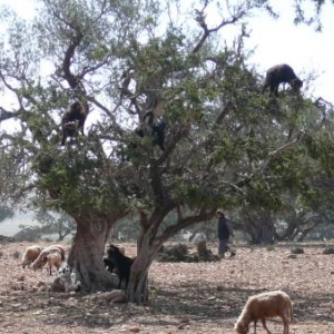 Chevres broutant dans les arganiers Chevres broutant dans les arganiers