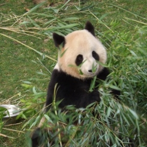 France                    Un zoo français accueille deux pandas géants.