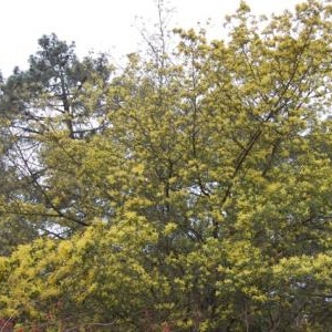 Floraison du mimosas Floraison du mimosas