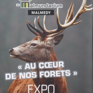 Exposition « AU COEUR DE NOS FORETS » 
