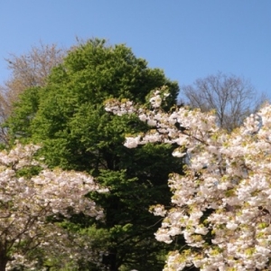   Les printemps  colorés de Keukenhof         