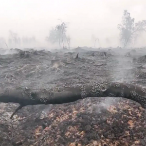 Incendie dans les Hautes Fagnes
