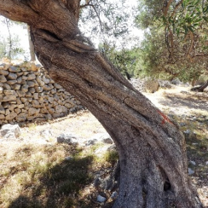 Les oliveraies de Lun ( photo :  F. Detry )