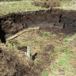 La tourbe fagnarde ( photo : F.Detry )