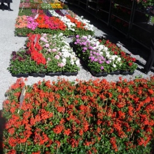 MALMEDY              15ème édition de la  Fête des Fleurs et du Jardin