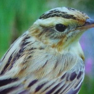 Le phragmite aquatique / vallée de la Syre  ( photo G. Dobler dans Regulus 6 / 2010 )