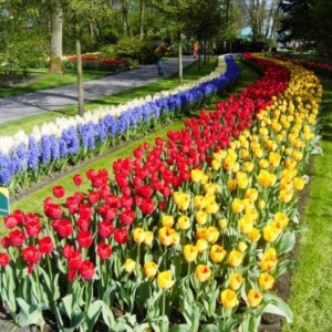   Les printemps  colorés de Keukenhof         