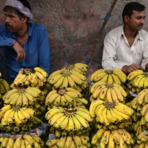 Dans de nombreux pays, les bananes sont une source de nourriture vitale et