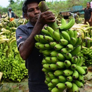 Il existe de nombreuses races locales de bananes à travers le monde, mais de loin le plus exporté est le Cavendish