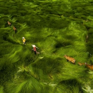 8 Retour à la maison après une journée de travail, Quang Nam, Vietnam © Khanh Phan - Drone Awards 2020 8 Retour à la maison après une journée de travail, Quang Nam, Vietnam © Khanh Phan - Drone Awards 2020