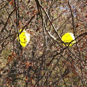 Deux ballons echappes
