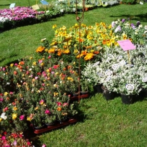 MALMEDY              15ème édition de la  Fête des Fleurs et du Jardin