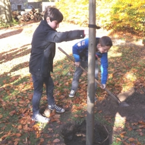 Plantation des deux tilleuls