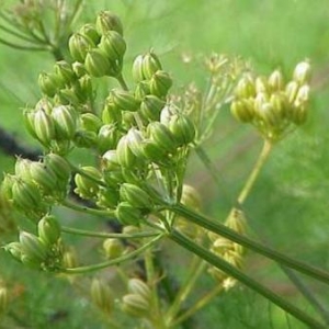 Le fenouil des Alpes Le fenouil des Alpes
