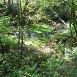 Le canal de Bernistap