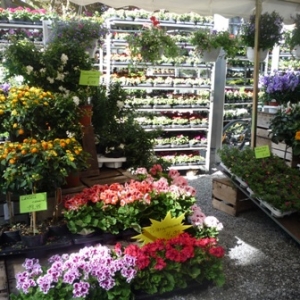 MALMEDY              15ème édition de la  Fête des Fleurs et du Jardin