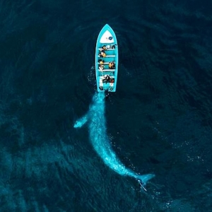 9 Baleine jouant avec des touristes, Puerto Adolfo Lopez Mateos, Baja California, Mexique © Joseph Cheires - Drone Awards 2020 9 Baleine jouant avec des touristes, Puerto Adolfo Lopez Mateos, Baja California, Mexique © Joseph Cheires - Drone Awards 2020