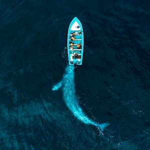 9 Baleine jouant avec des touristes, Puerto Adolfo Lopez Mateos, Baja California, Mexique © Joseph Cheires - Drone Awards 2020