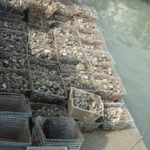 L'huitre et ses secrets L'huitre et ses secrets