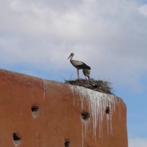 Cigognes etablies au Maroc Cigognes etablies au Maroc