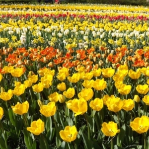   Les printemps  colorés de Keukenhof         